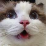 [탑과라떼] 멋진신사 탑과 왈가닥이쁜이 라떼입니다~