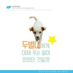 [유기견] [나주<b>천사</b>의집/믹스] 사랑이 고픈 두별이의 평생 벗이...