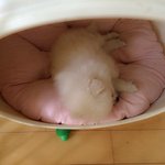 [강아지] 꼬마  <b>산</b>이랍니당