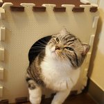 [유봉이네] 잔혹동화3:취준생 고양이