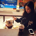 [강아지사진] 유기견이었던 나의 페키 ❤️