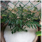 [널스토리] <b>화분</b>에 소복히 쌓인 눈.jpg