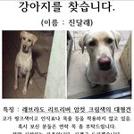[강아지찾습] 충북/<b>충주</b>/강아지를찾습니다/필독/