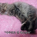 [<b>충이</b>묵이] 가을 타는 추냥이, 어묵이