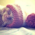 <b>모자</b>를 쓴 귀여운 고양이 모음