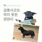 [나주천사의집/믹스견]교통사고도 <b>막지</b> 못한 경현이의 평생가족을 기다립니다...
