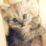 [tommy] 우아한 고양이 톰을 소개합니다^.~*