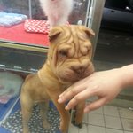 [샤페이] 샤페이 <b>아가</b>들을 소개합니다 :)