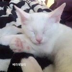 [둥까모] 성격도 완전 반대 ! 블랙 앤 화이트 저희집 고양이를...
