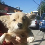 [도와주세요] 울산 <b>남구</b>에서 발견한 어린 유기견 입니다ㅠㅠ..