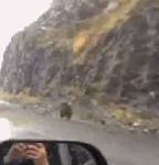 곰만났을때 도망가지말아야할이유.<b>gif</b>