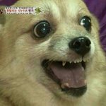 [EXO] 일본 중국의차이점