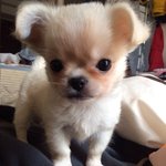 저희 치와<b>니즈</b>도 소개해요! ㅎㅎ