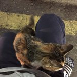 [길고양이] 사람잘따르는 길고양이 데리고가실분있나요?