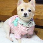 코펫 코리아펫쇼 가시는분 계시나요? <b>무료입장</b>권을 드립니당^^*