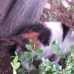 [은비] 사람에 의해 꼬리절단한 길냥이 은비와 다섯<b>꼬물</b>이들 두번째.