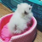 [두부네] 두부 이야기