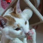 [뱅갈] <b>부농</b>코,<b>부농</b>발