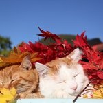 [널스토리] 알록달록한 단풍으로 노숙하는 7살 <b>중년</b>과 12살 노인네