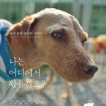 [유기견] [나주<b>천사</b>의집/푸들] 버려짐에 슬퍼진 눈, 영찬이의 아픔을...
