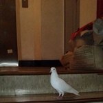 아파트<b>복도</b>에 새가날라왔어요