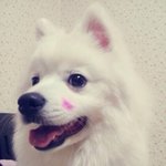 [도와주세요] 오창 호수공원에서 스피츠를 잃어버렸습니다