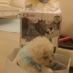 [비숑프리제] 비숑프리제 배냇미용(<b>일명</b> 빡빡이)은 절대 하지 맙시당