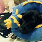 귀여운 <b>믹스</b>견 ❤️쪼꼬❤️