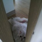빵꼬네 4