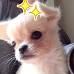 저희 치와<b>니즈</b>도 소개해요(2)