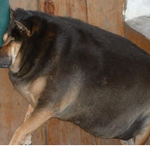 [반려견간식] 강아지 비만 <b>no</b>.1 / 원인과 병