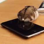 [EXO] 햄스터 궁<b>댕이</b> 어떡해ㅠㅠㅠ