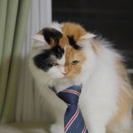 [유봉이네] 퐁생(유봉이네)