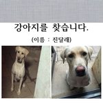 <b>충주시</b>에 잃어버린 강아지 래브라도리트리버를 찾습니다!!