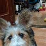 "웰시코기+슈나우저=콩" 생존신고합니다