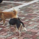 [도와주세요] 허리에 <b>철사</b>가 묶인 강아지