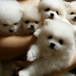 [EXO] 얘들아우리<b>집</b>강아지애기사진ㅜㅜ