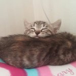 [고양이] 초코<b>머핀</b> 우리 괭이