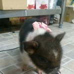 [강아지] 애견카페 알바하면서 느낀 소소한 행복