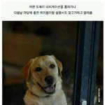 [널스토리] <b>캐나다인</b> 인성 수준