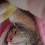 [고양이] 이벤트. 초코<b>머핀</b>엄마