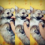 [벼리별이] 하이브리드견, 별이를 소개합니다