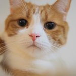 [유봉이네] 고양이 선거(유봉이네)