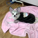 [왕귀비비] 회장님포쓰 비비ㅋ