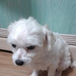 우리집말티즈또치를소개합니다ㅎㅎ