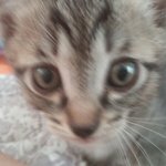 [고양이] 초코<b>머핀</b>