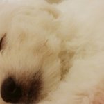 [강아지사진] 우리멍뭉이는<b>자요</b>