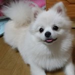 [콩이랑살기] 갑자기 눈물 <b>폭발</b>하는 콩이 ㅠ^ㅠ