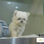 [EXO] 얘들아 나좀 도와줘