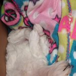 사랑스러운 믹스견 모찌